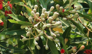 短喙赤桉 短喙赤桉