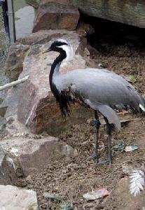 上海動物園進入式鳥園 上海動物園進入式鳥園