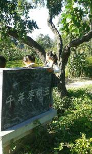 千年古棗園 千年古棗園