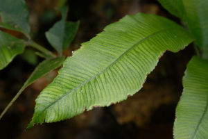 斜基原始觀音座蓮 斜基原始觀音座蓮
