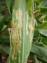 玉米斑枯病 玉米斑枯病