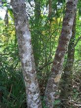 海陵香木 海陵香木