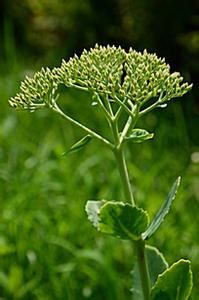 林澤蘭無腺變種 林澤蘭無腺變種