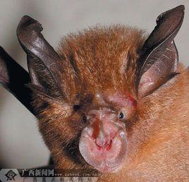 大耳菊頭蝠 大耳菊頭蝠