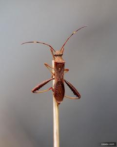 豆類點蜂緣蝽 豆類點蜂緣蝽
