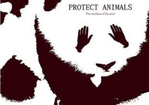 國際珍稀動物保護日