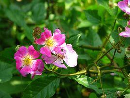 粉團薔薇 粉團薔薇