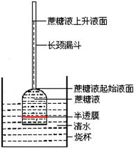 《細胞的滲透吸水》
