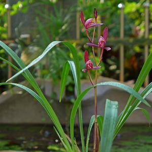 建蘭暮山紫 建蘭暮山紫