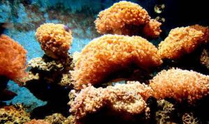 黃珊瑚 黃珊瑚