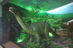 赤水桫欏博物館 赤水桫欏博物館