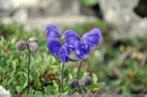 太白烏頭 太白烏頭