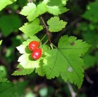 尖葉茶藨 尖葉茶藨