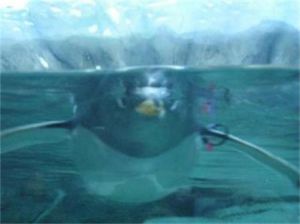 大鱗雅南極魚 大鱗雅南極魚