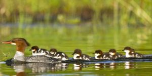 美洲秋沙鴨 美洲秋沙鴨