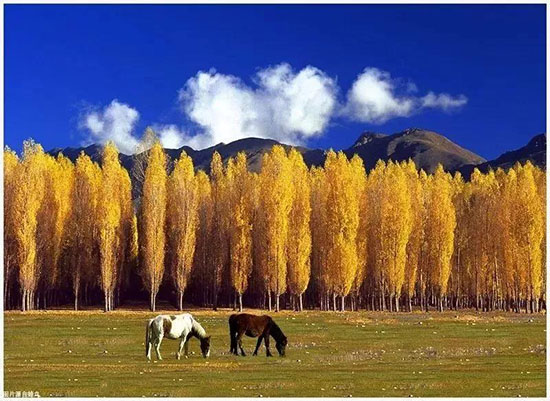 再等一個多月,西藏又要美哭全世界