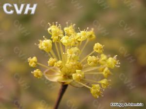 山萸韭菜飲 山萸韭菜飲