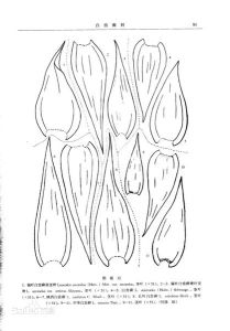 中華白齒蘚 中華白齒蘚