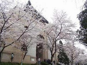 武漢大學櫻花