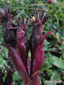 紫苞雪蓮 紫苞雪蓮