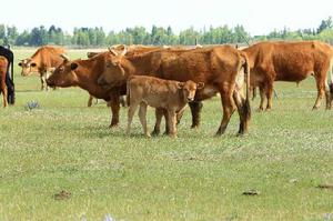烏審草原紅牛 烏審草原紅牛