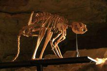 袋鼠脛骨長、股骨短