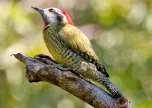 古巴綠啄木鳥 古巴綠啄木鳥