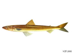 長蛇鯔尾 長蛇鯔尾