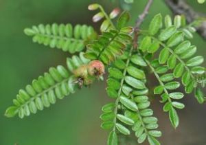 華西小石積 華西小石積