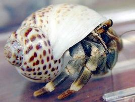 陸生寄居蟹 陸生寄居蟹