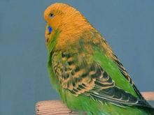 鞍背種（Saddleback）