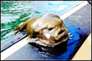 布氏擬圓鰭魚 布氏擬圓鰭魚