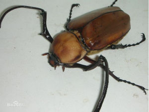 茶色金龜甲 茶色金龜甲