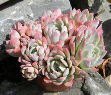 拍攝者：Emmanuelle Aub&eacute;