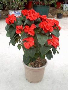 （圖）聖誕玫瑰