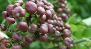 密花火筒樹 密花火筒樹