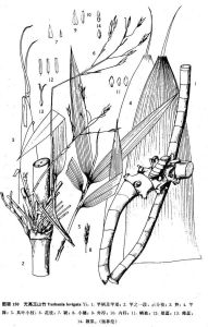 光亮玉山竹 光亮玉山竹