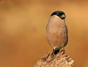 灰腹灰雀 灰腹灰雀