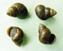 厄氏環棱螺 厄氏環棱螺