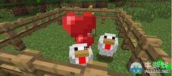 雞[minecraft中的生物]