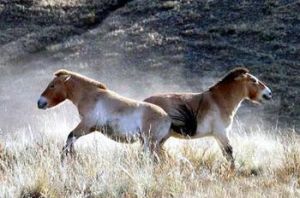 吉木薩爾野馬場 吉木薩爾野馬場