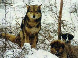 鄂倫春獵犬 鄂倫春獵犬