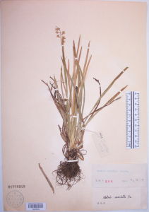 疏花粉條兒菜 疏花粉條兒菜