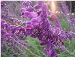 紫絨鼠尾草 紫絨鼠尾草