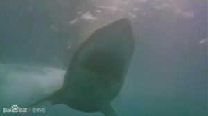 光齒真鯊 光齒真鯊