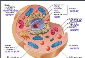 肽鍵結構式 肽鍵結構式