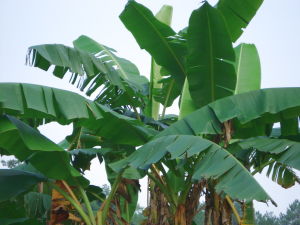 客家芭蕉果 客家芭蕉果