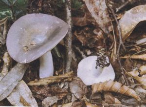 藍黃紅菇 藍黃紅菇