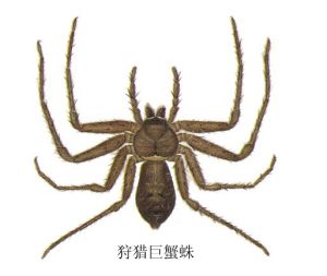 狩獵巨螯蛛 狩獵巨螯蛛