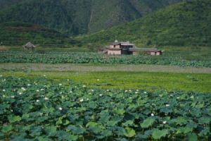 米魚洋村 米魚洋村